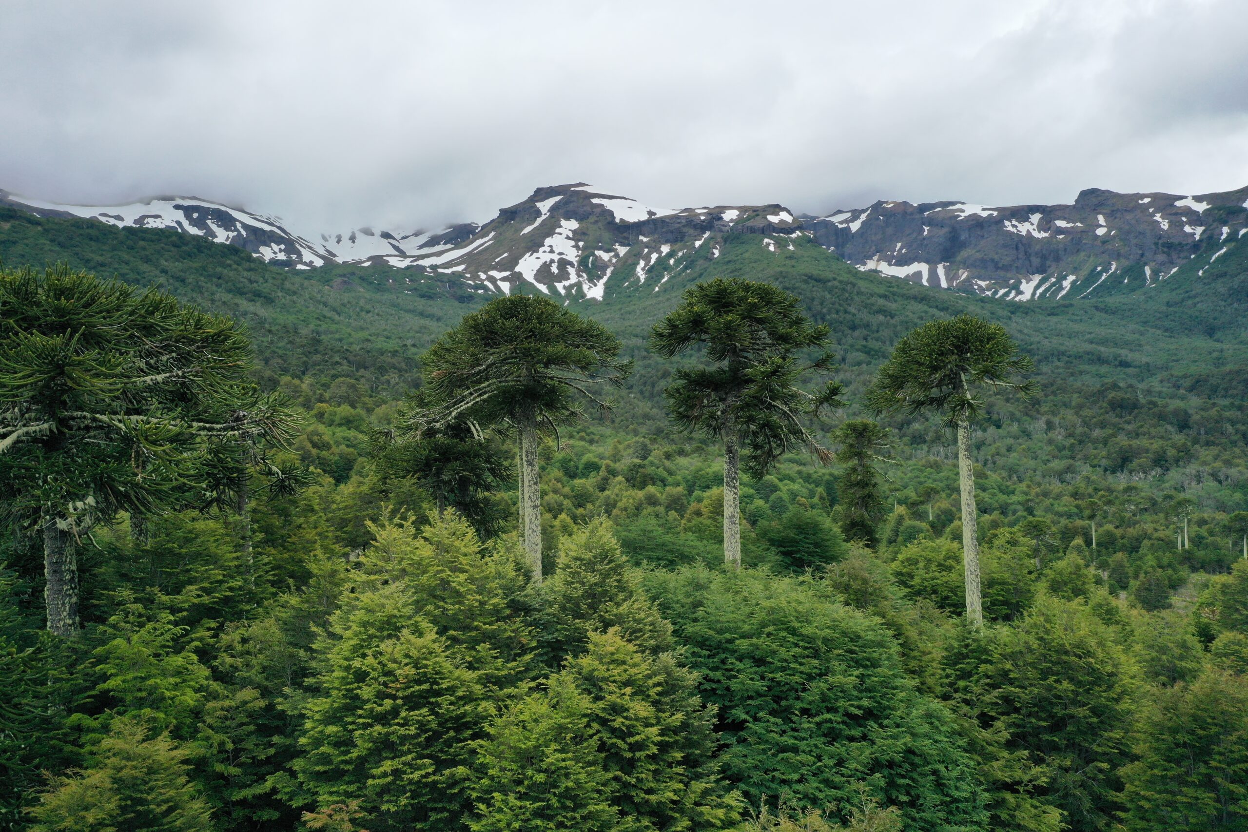Villarrica National park, private, biosphere, sanctuary